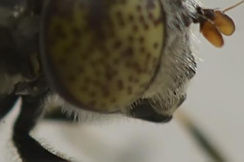 Eristalinus aeneus